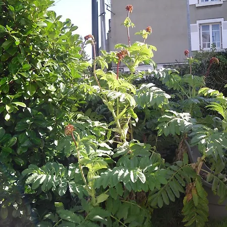 La Loob De Daumesnil Etage Morlaix